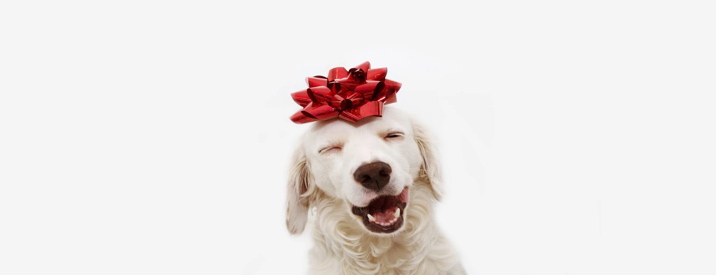 Chrismas Dog