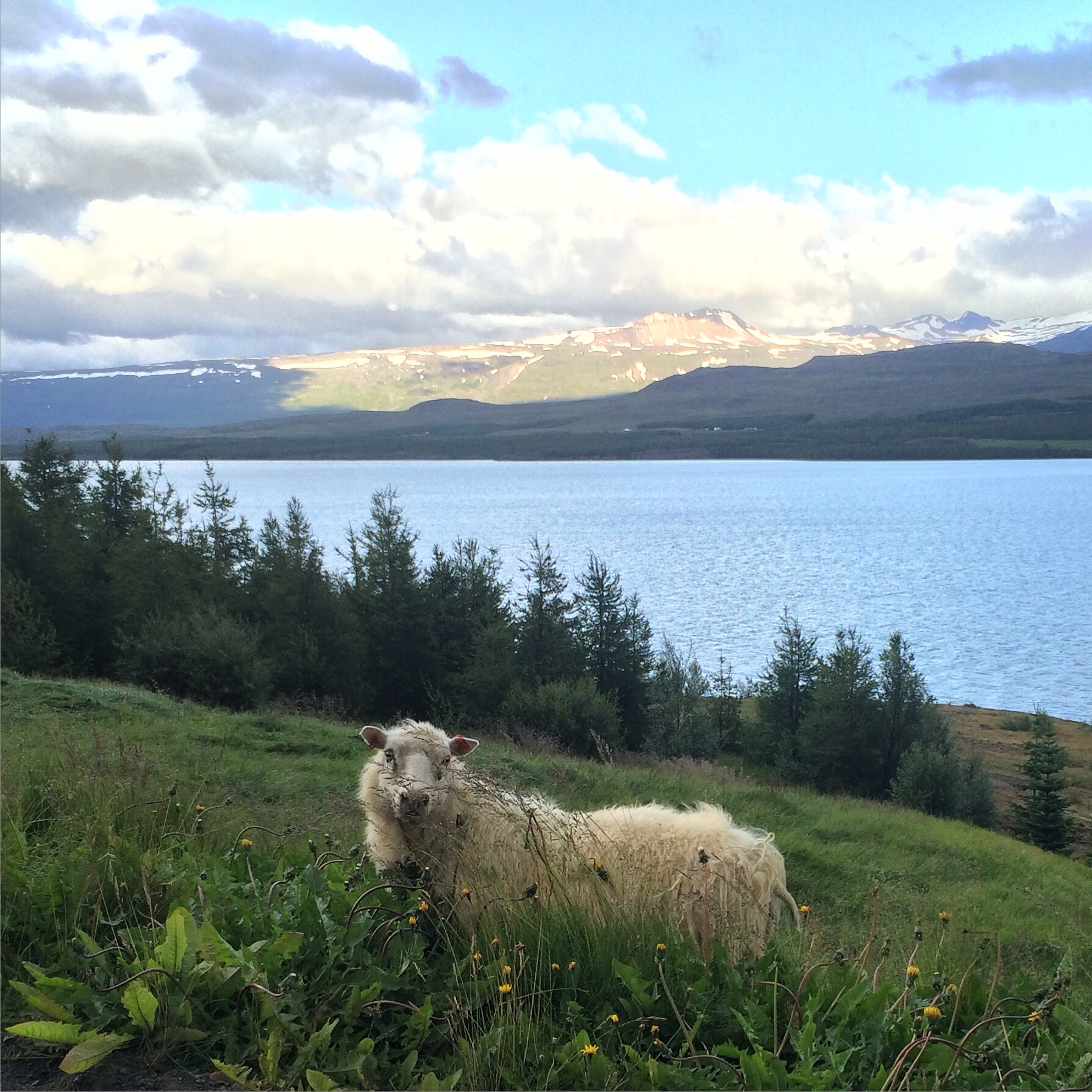 Sheep, somewhere in Iceland