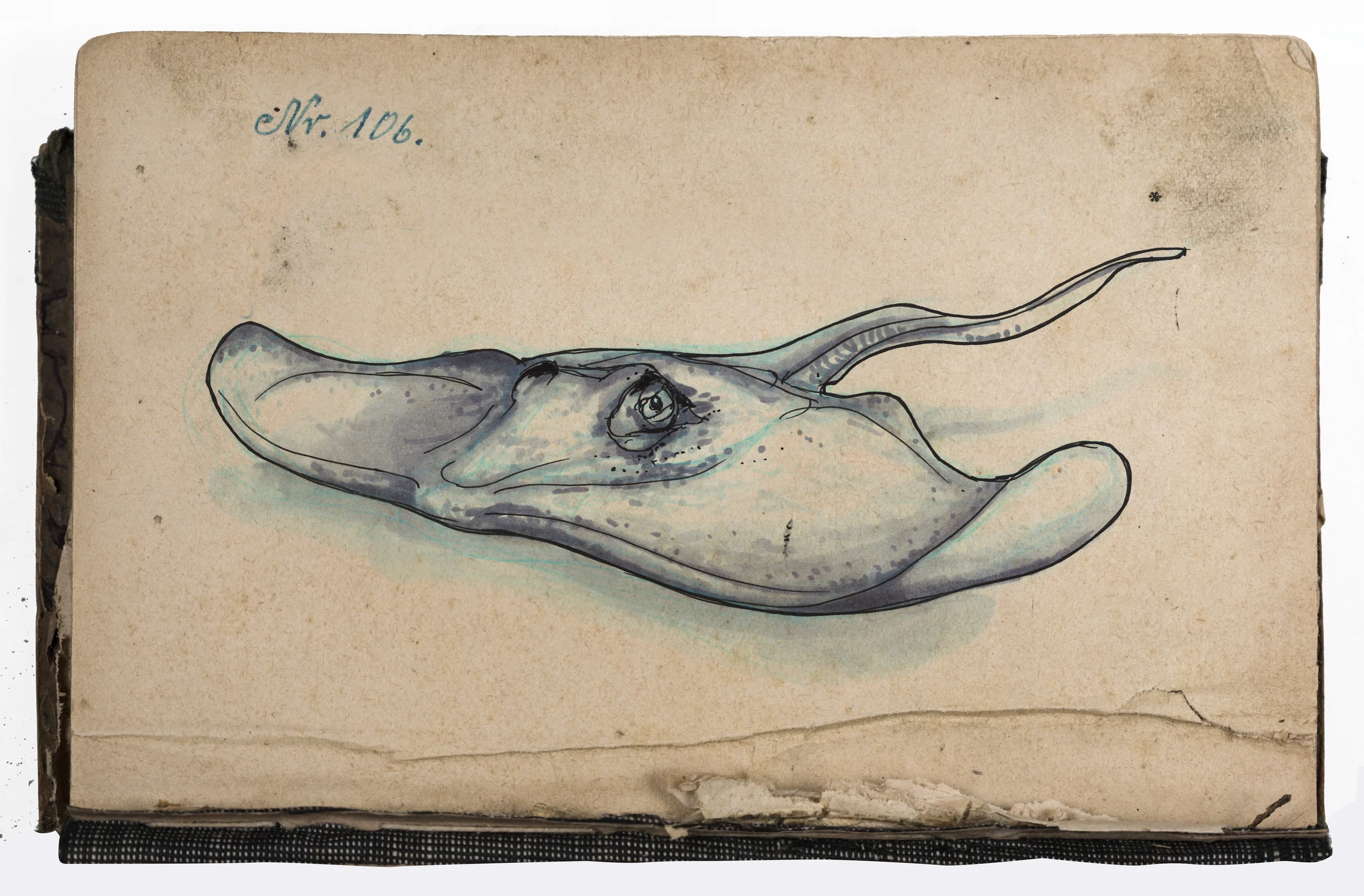 STINGrAY.jpg