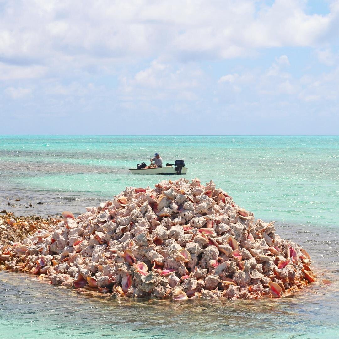That's a lot of conch for one little boat. Can you name this location? Comment below. #catchincaicos