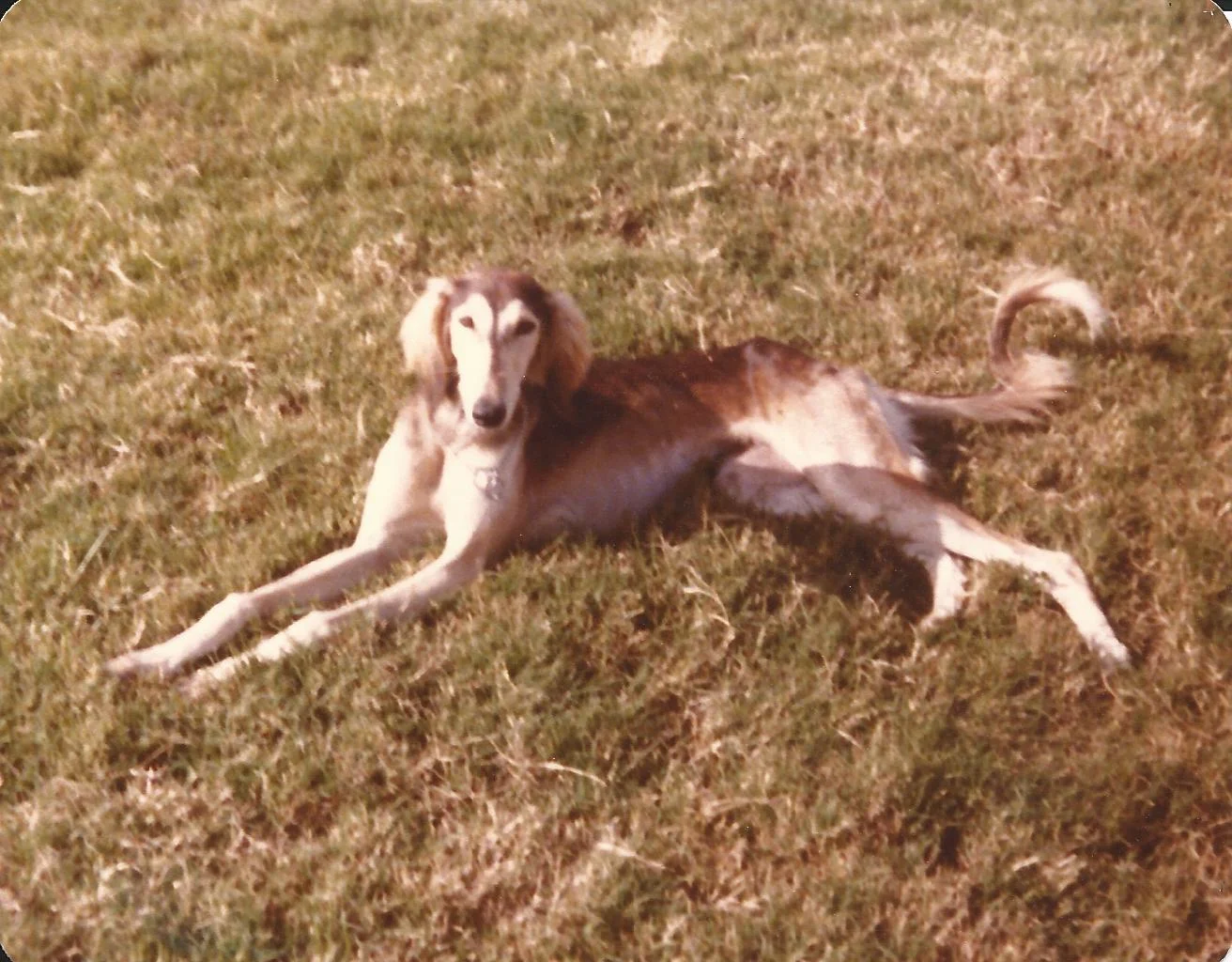 Sophie-the-Saluki.jpg