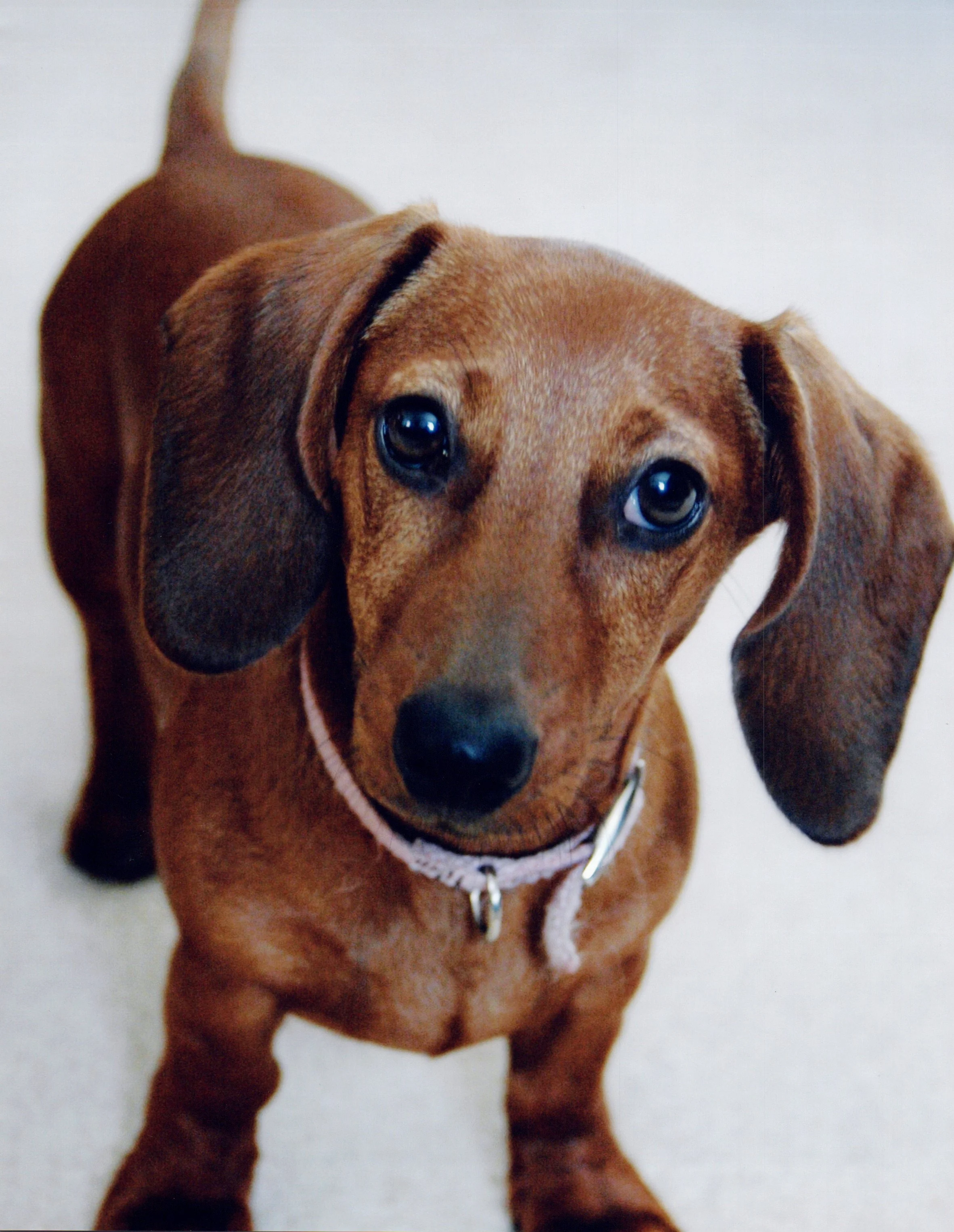 2017-05-30ScanDogs_0008 copy.jpg
