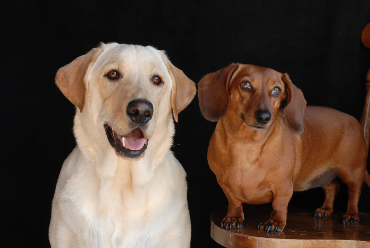 20090323Dogs - 23 copy.jpg