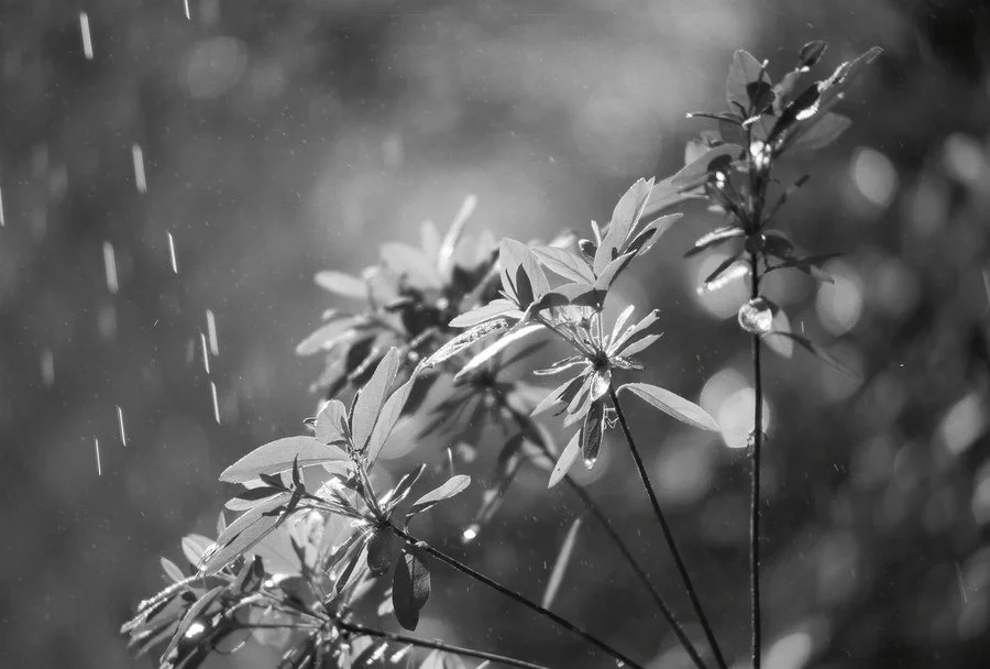 azalea_by_zbarama-d3gwa5b.jpg