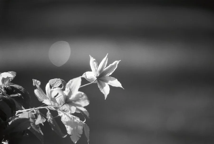 clematis_flower_by_zbarama-d3gwaml.jpg