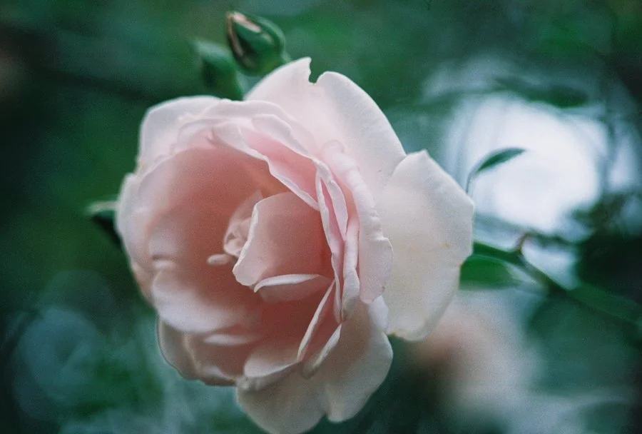 dainty_by_zbarama-d3flm7h.jpg
