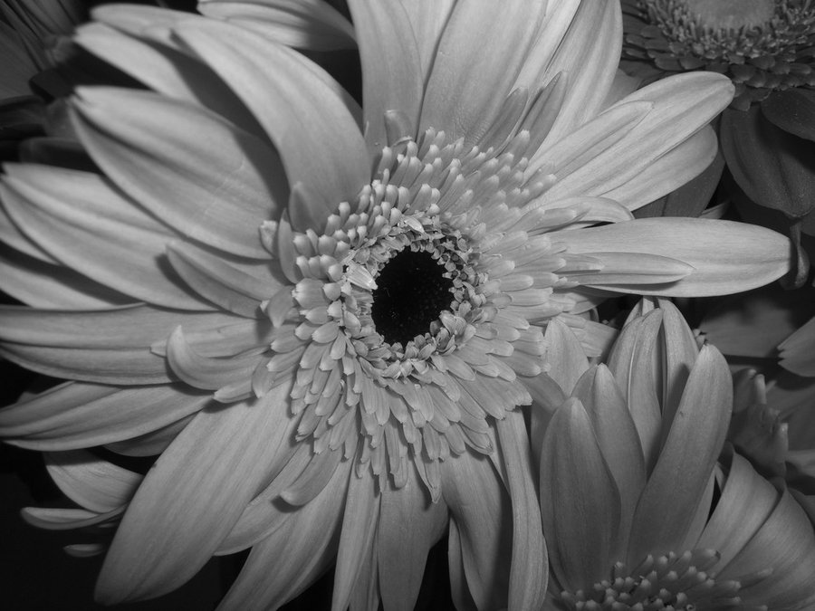 flower_photo_by_zbarama-d34dd4i.jpg