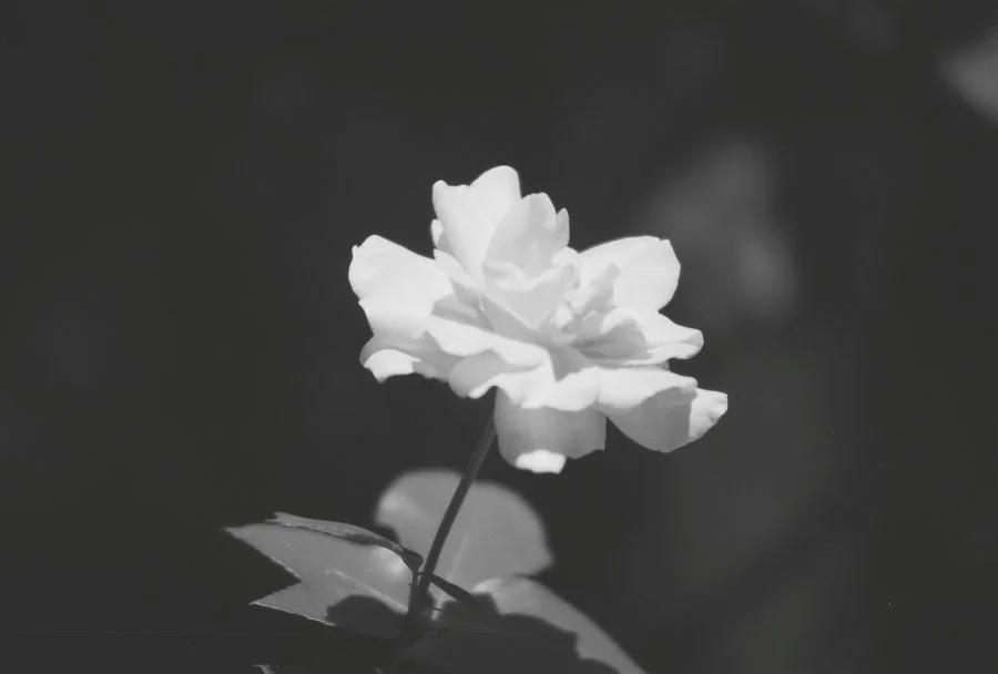 sunny_rose_by_zbarama-d3gw9df.jpg