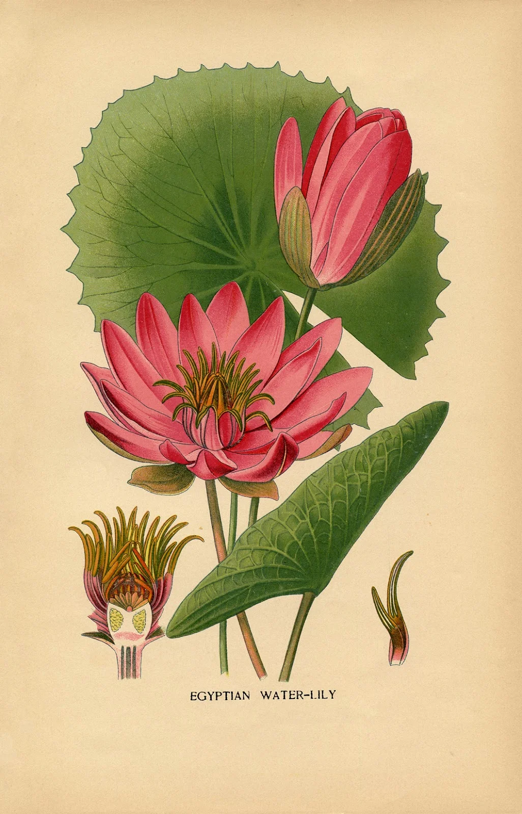 Water Lily.jpg