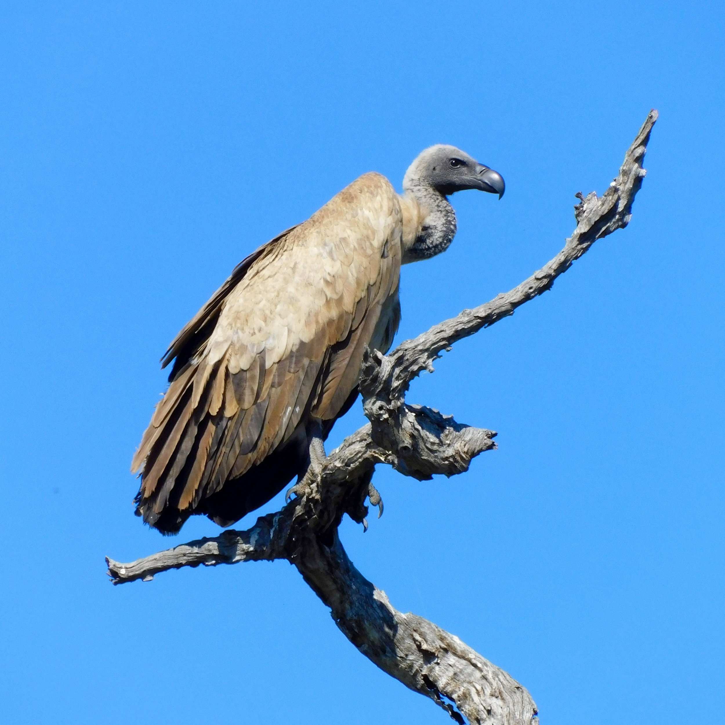 A vulture in South Africa.