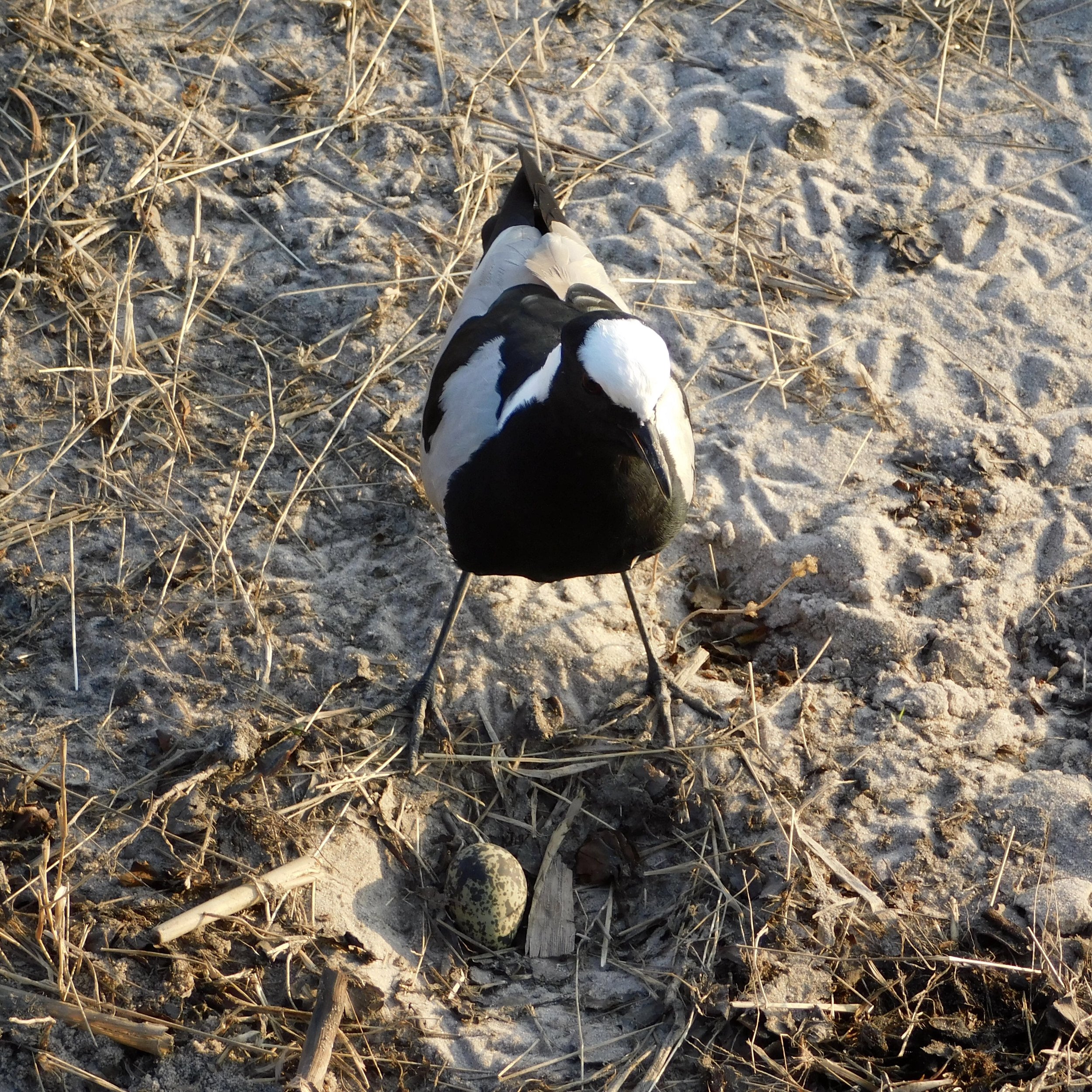 A blacksmith lapwing (or plover) in Botswana