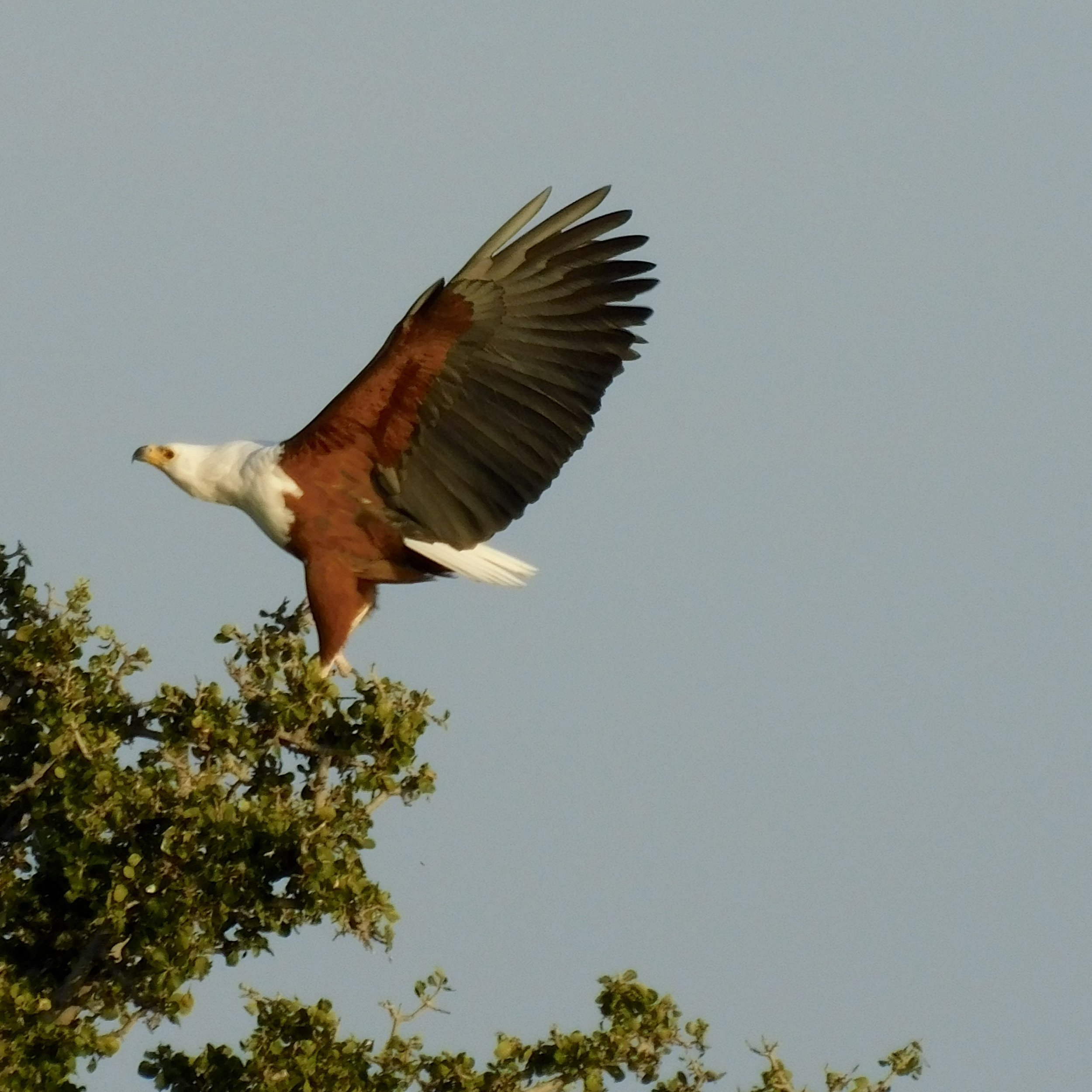 An African fish eagle in Botswana
