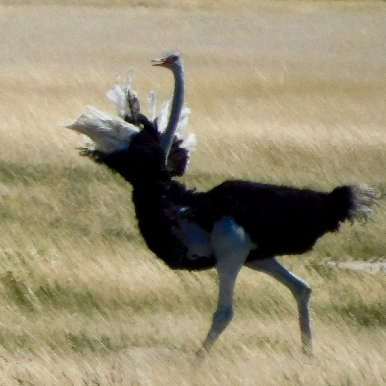 An ostrich running in South Africa