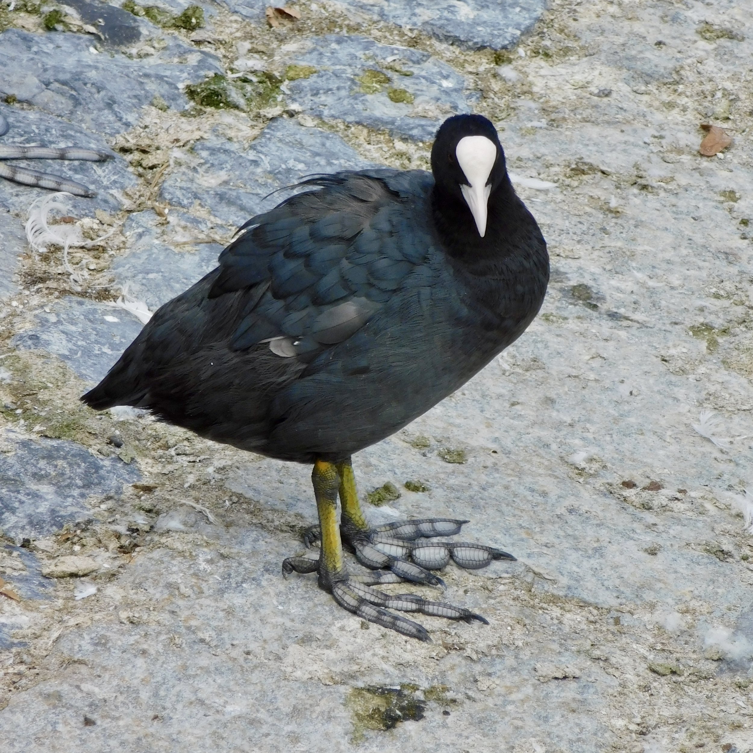A Eurasian Coot (and it’s excellent webbed feet) on the bank of Lake Zurich in Switzerland.