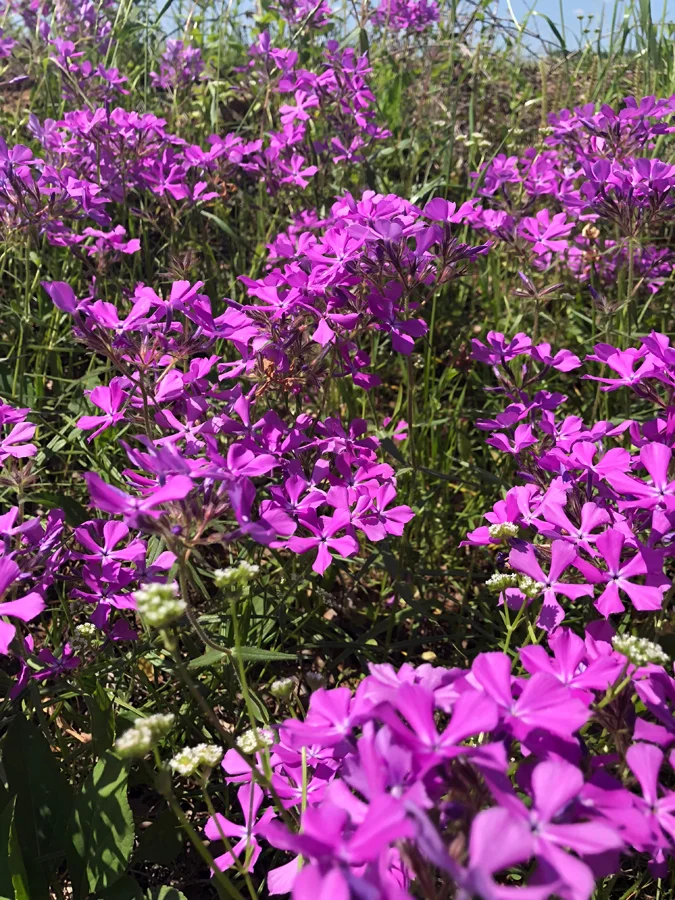 Polemoniaceae_02.jpg