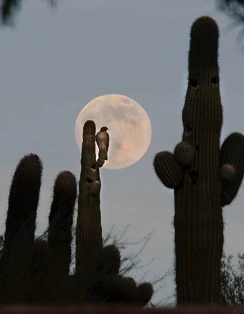 Listening To The Whispers