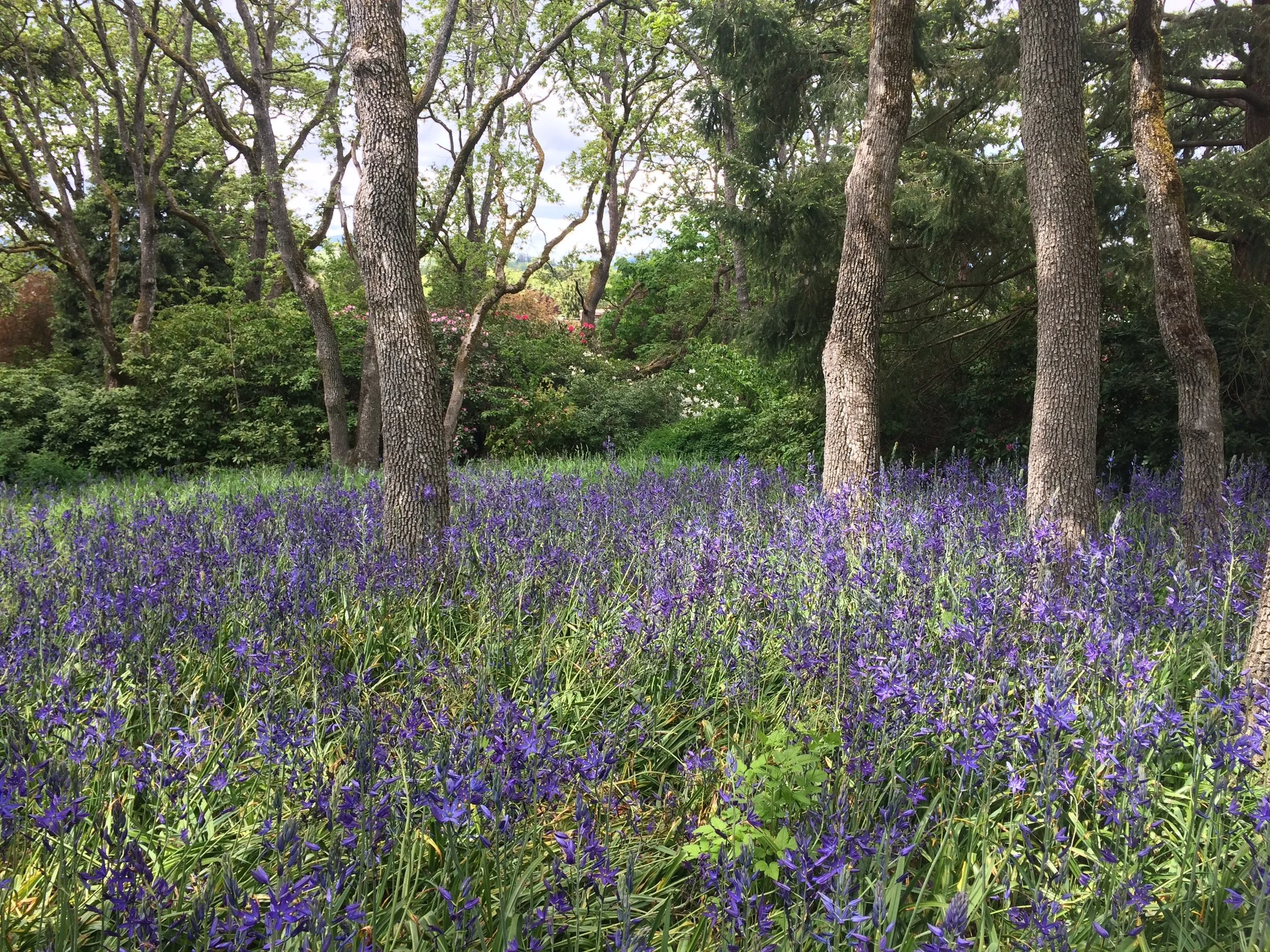 Camus meadow Jocelyn's.jpg