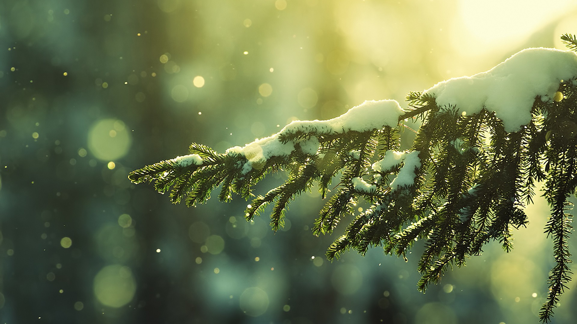 Snowy-Tree-Bokeh_FullHDWpp.com_.jpg