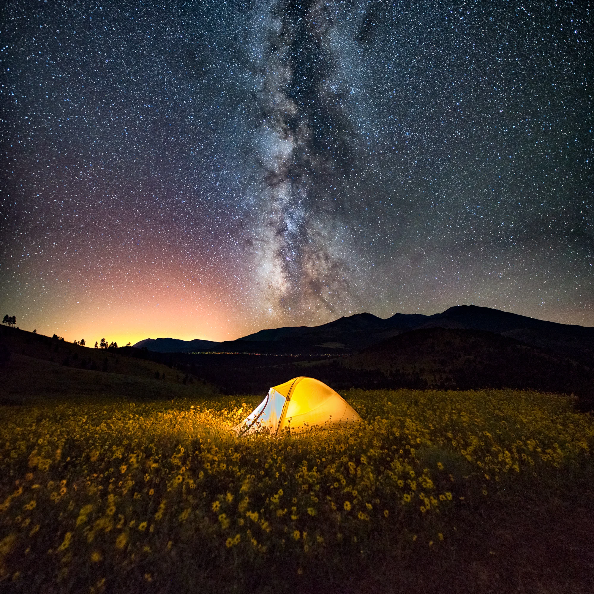 Flagstaff Sunflowers Milky Way.jpg