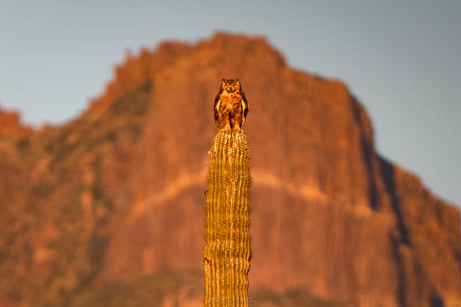 Great Horned Owl and Flatiron Peak