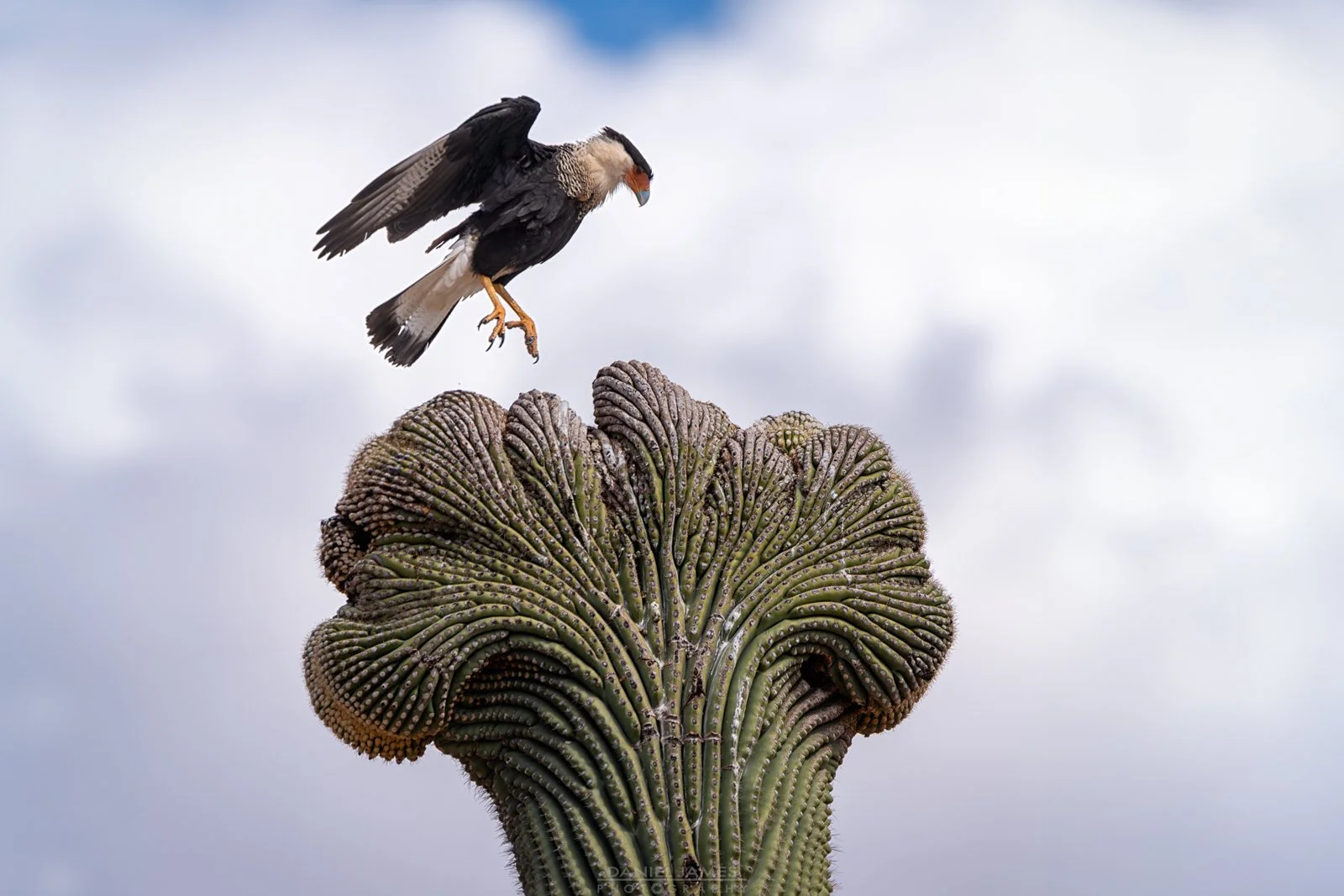 Caracara on Crested Saguaro