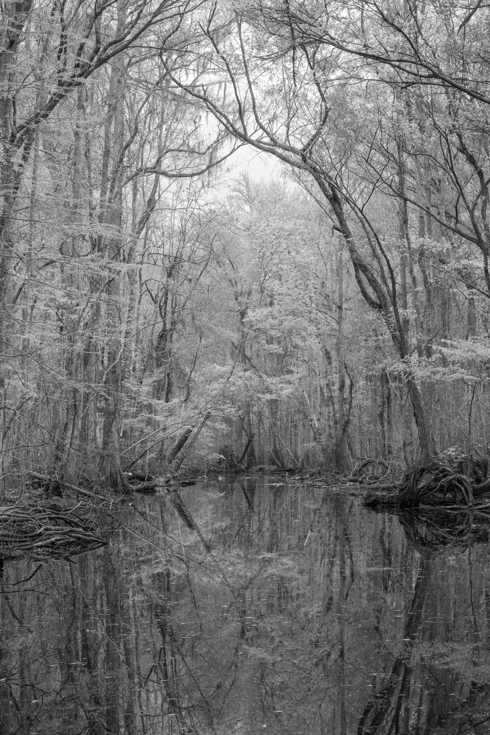 Spring Reflection 1