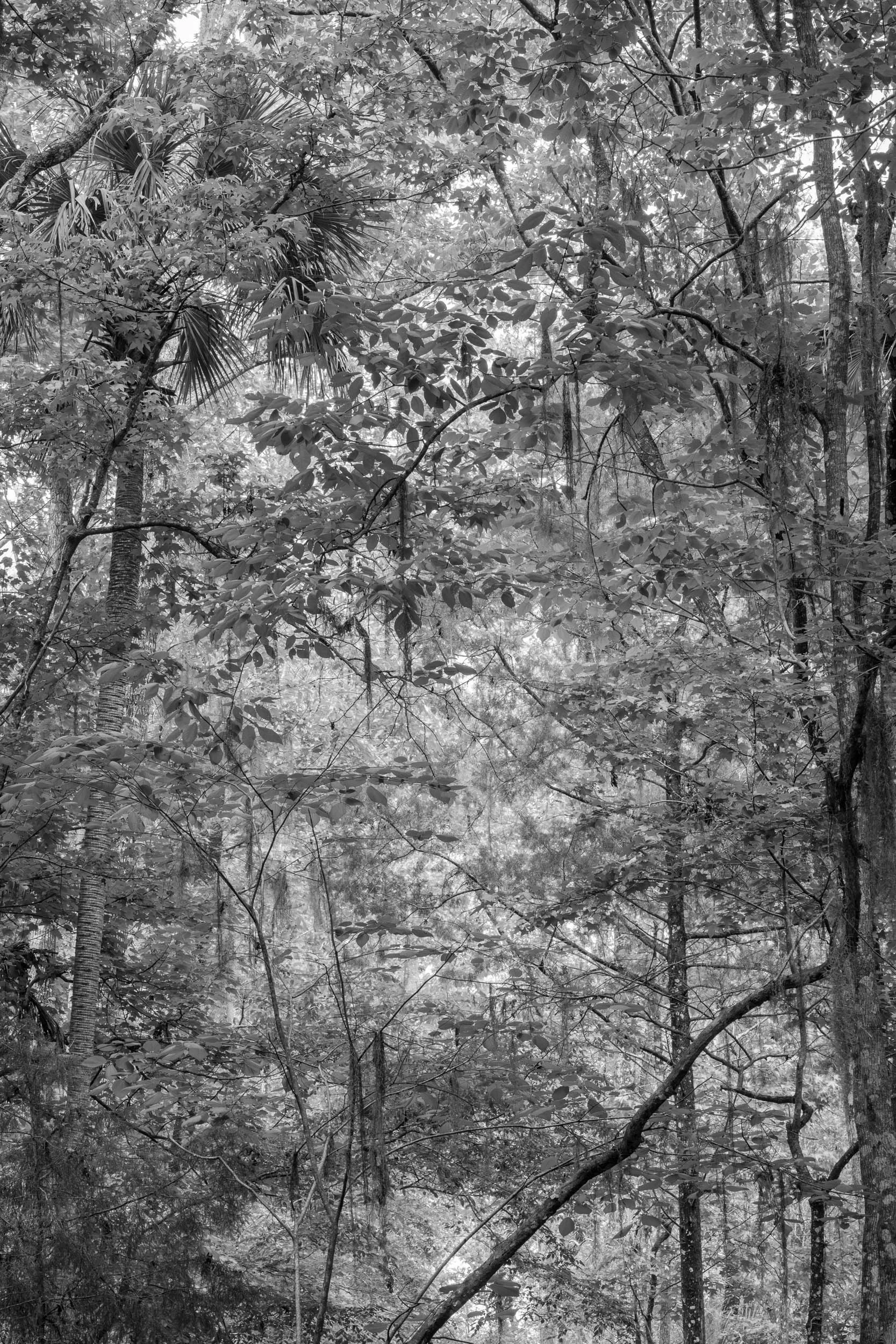 Florida Forest