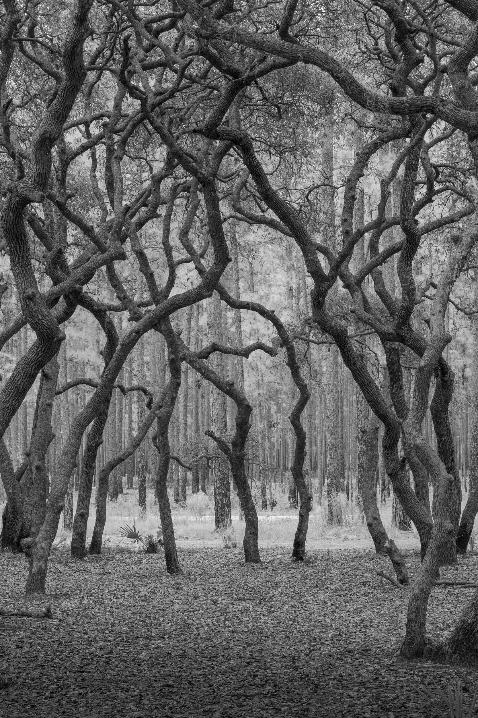 Dancing Oaks