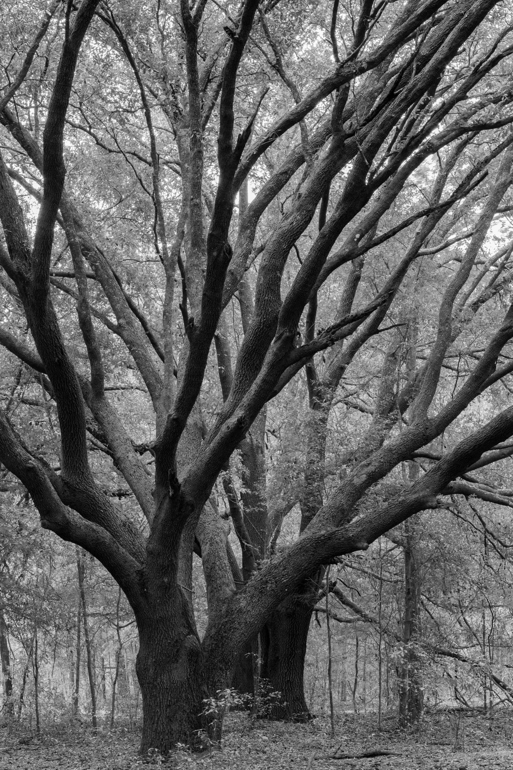 Oak Study 46
