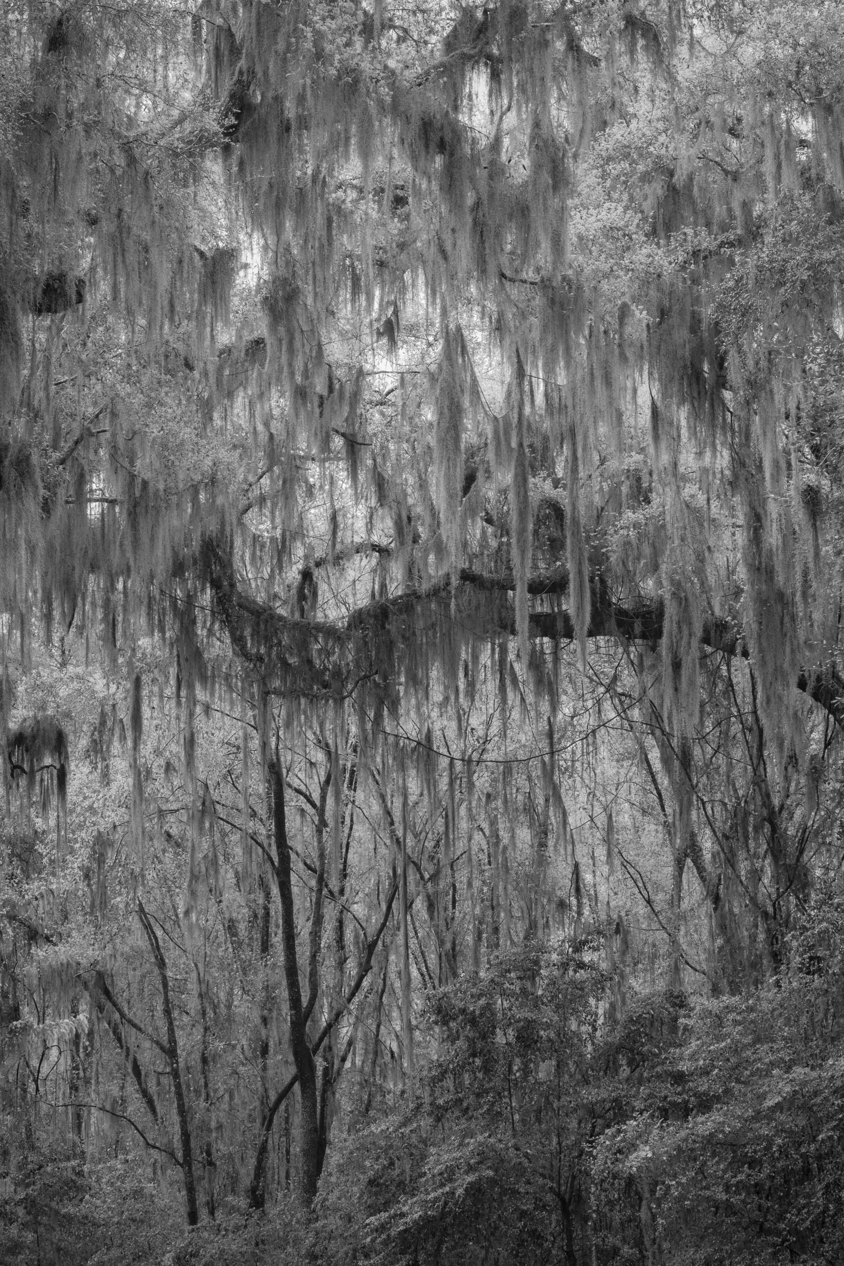 Mossy Oak