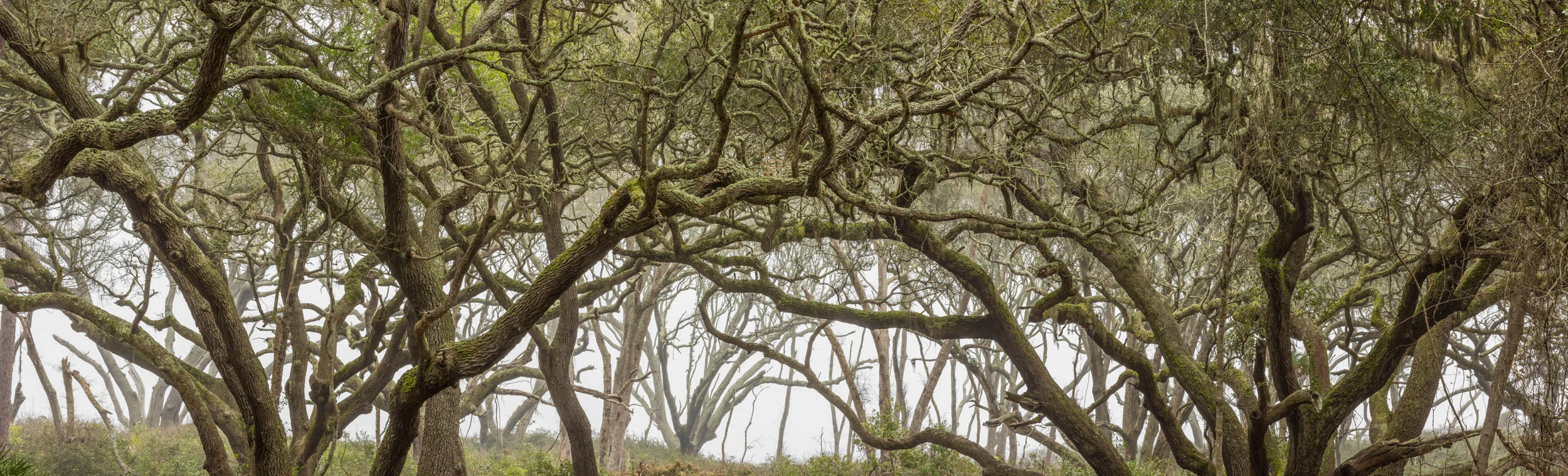 Coastal Live Oaks