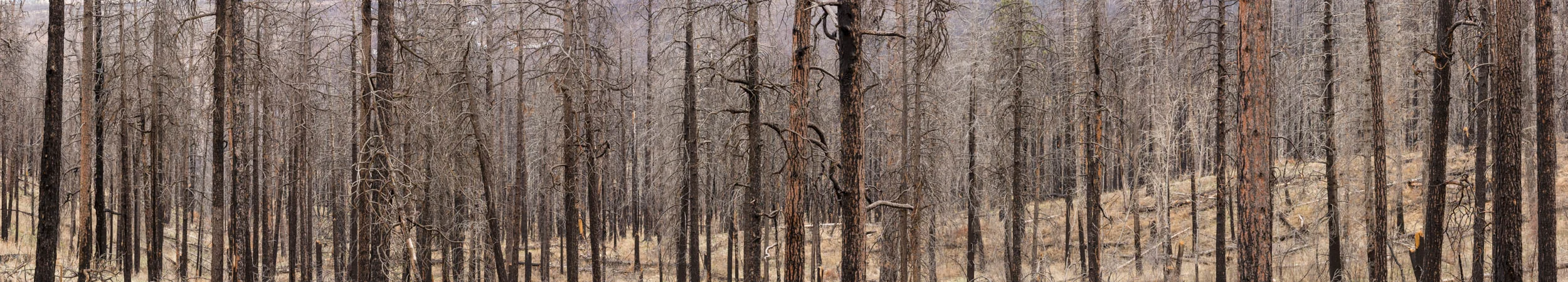 Burned Forest