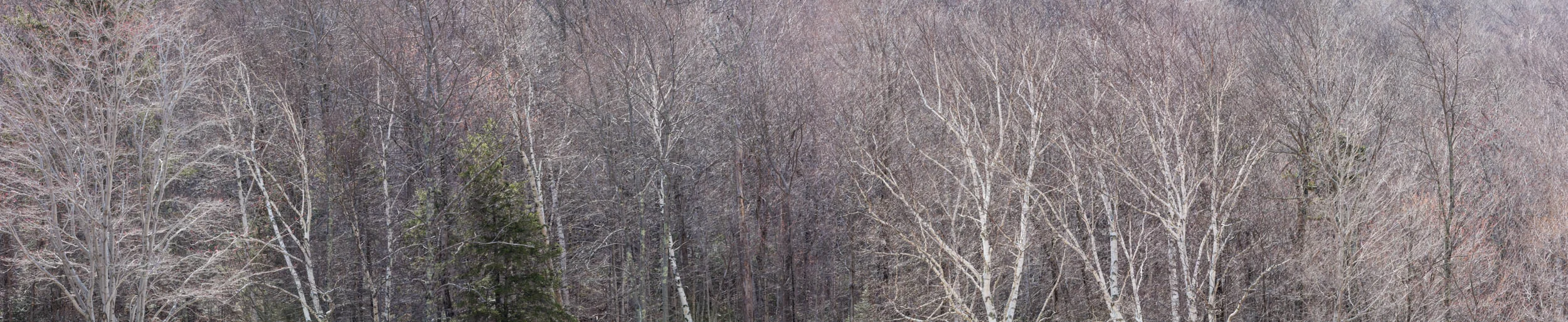 Bareness of Spring 1
