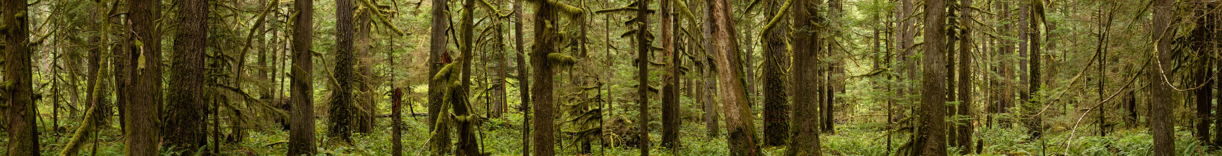 Old Growth Study 800