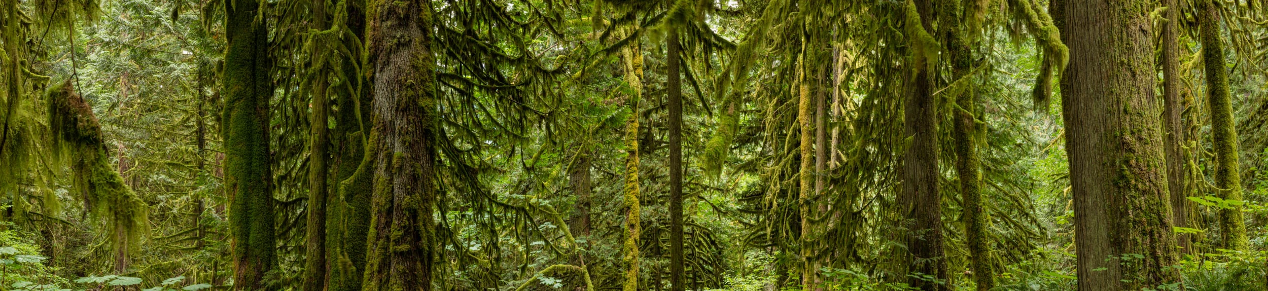 Old Growth Study 907