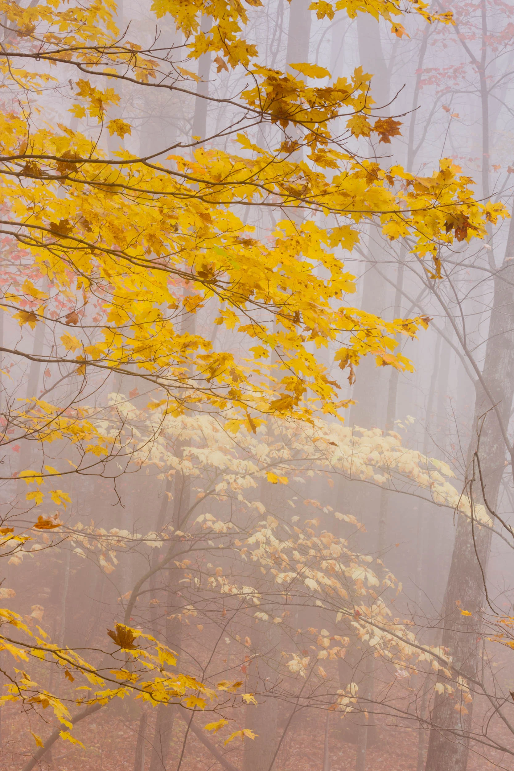 Yellow 3