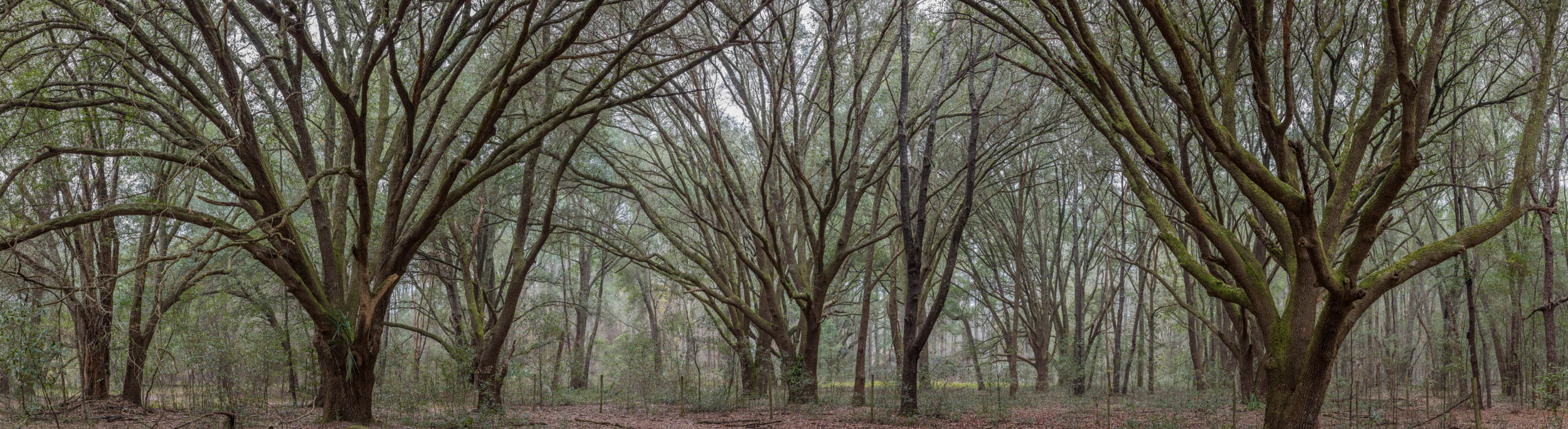 Nature's Embrace