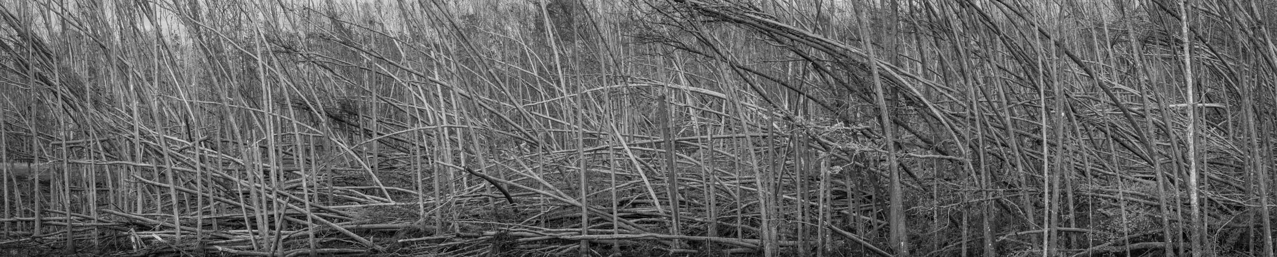 Cypress Swamp