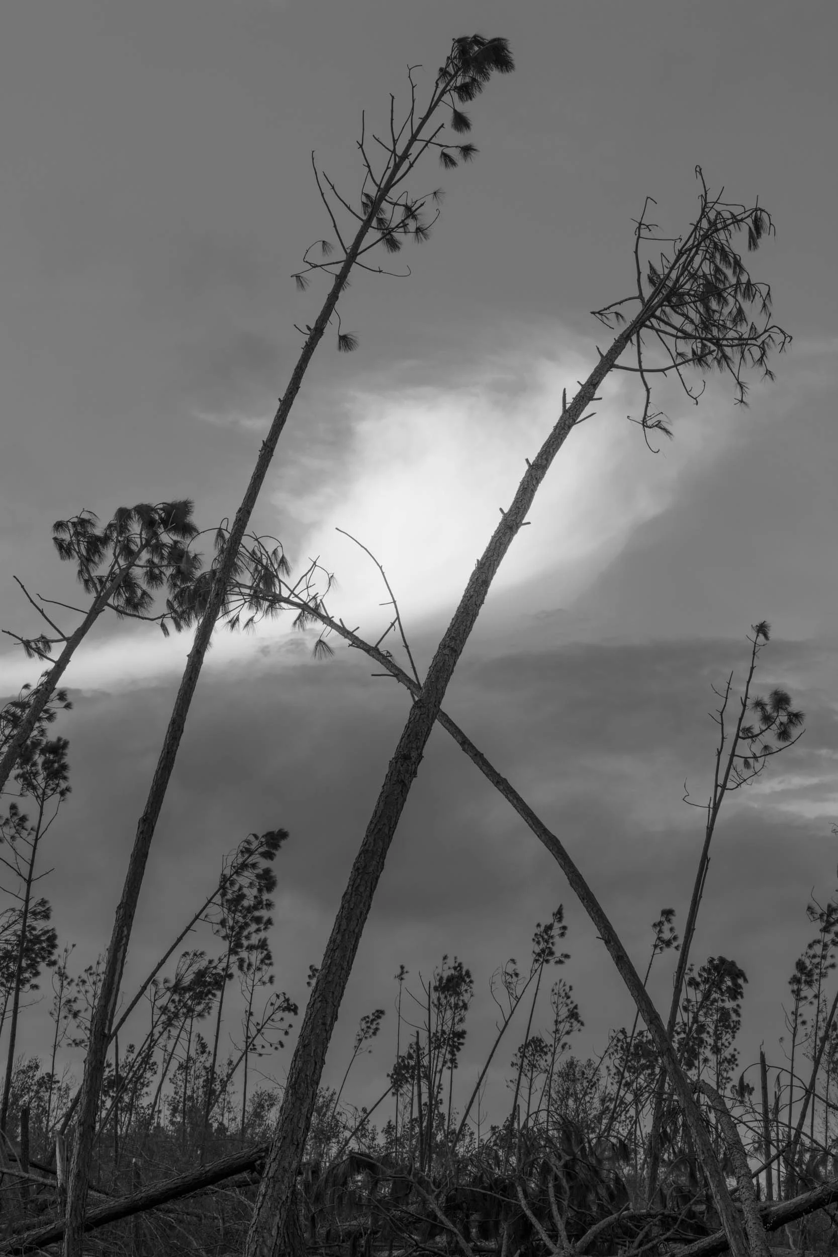 Leaning Pines