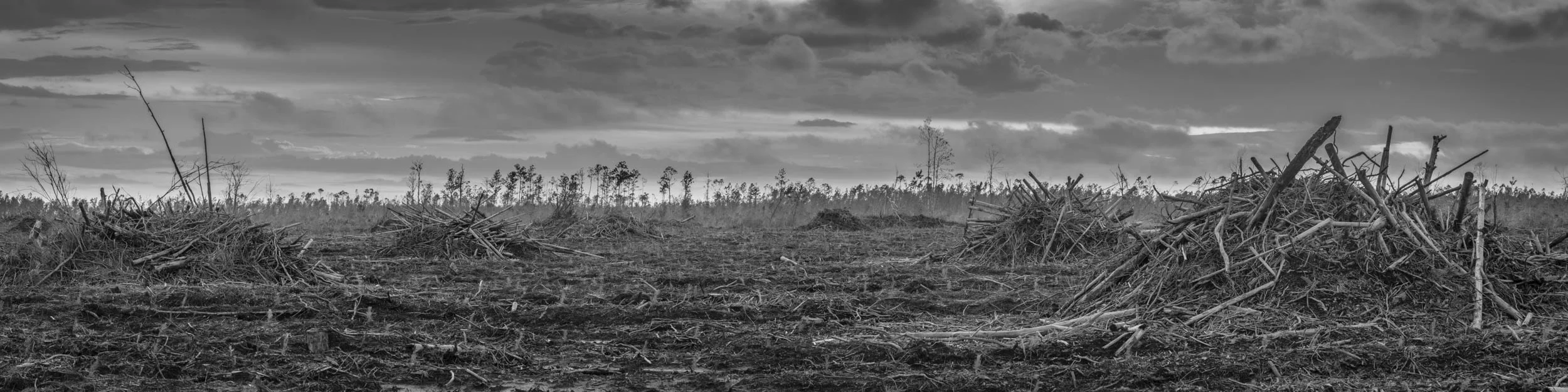 Clearcut