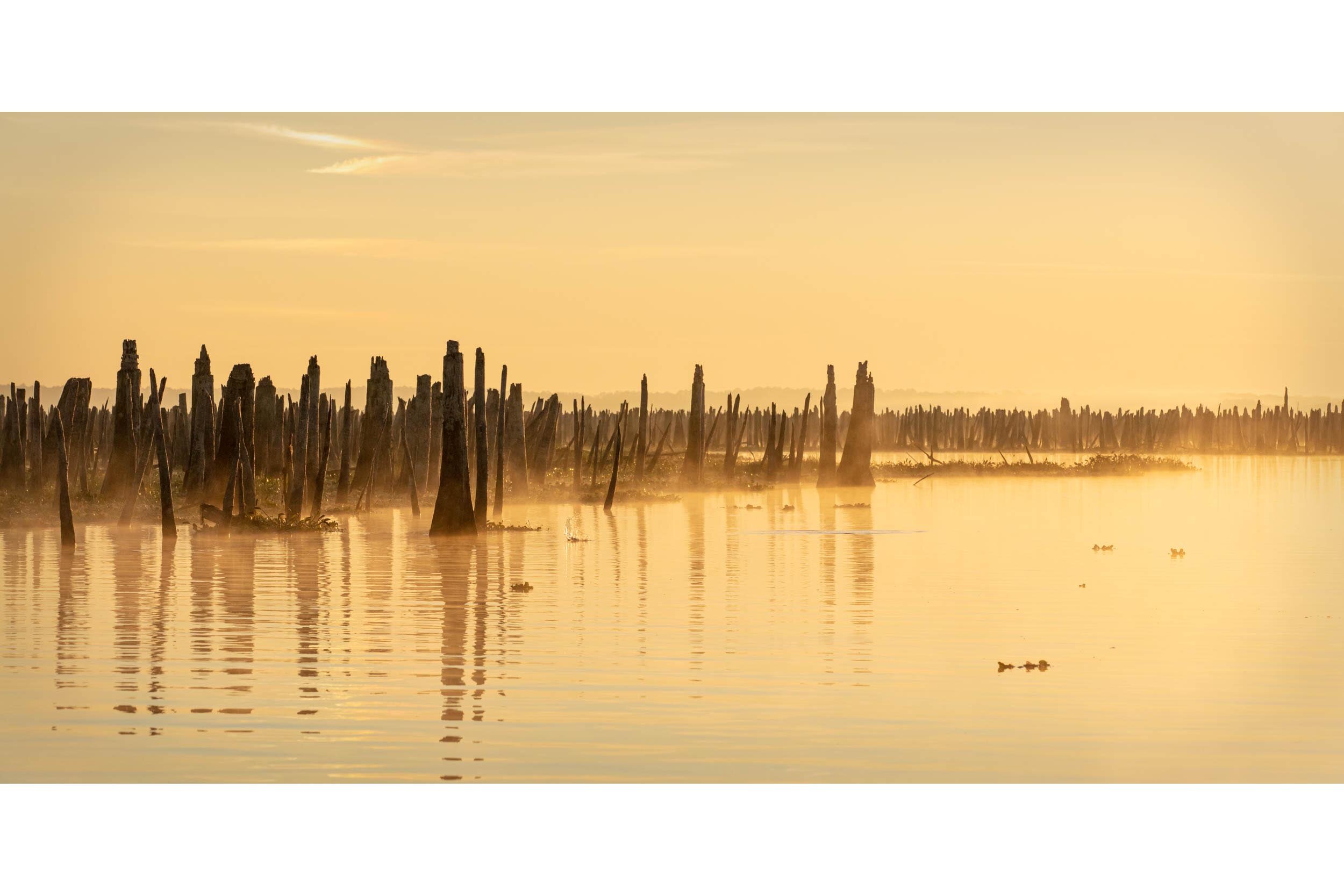 Cypress Graveyard