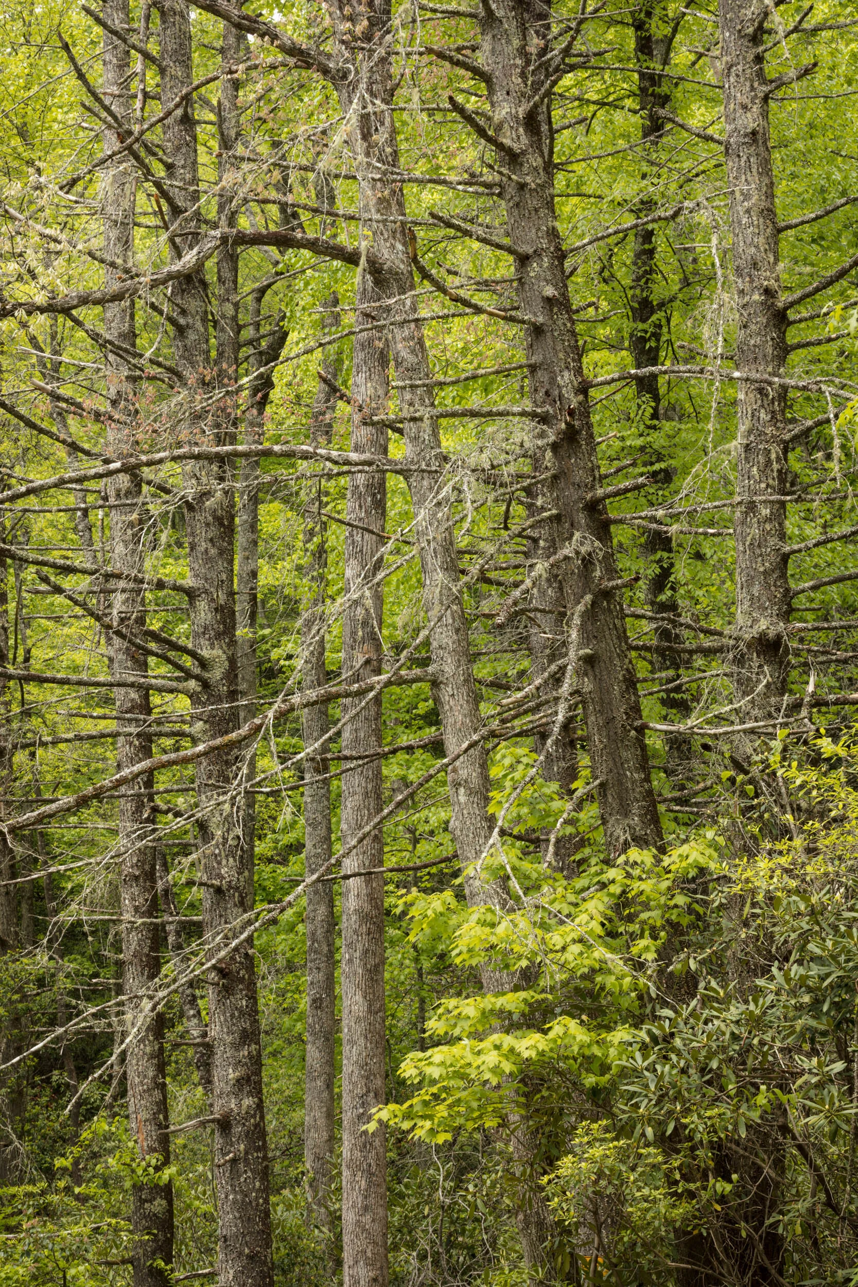 FR475B, Pisgah NF