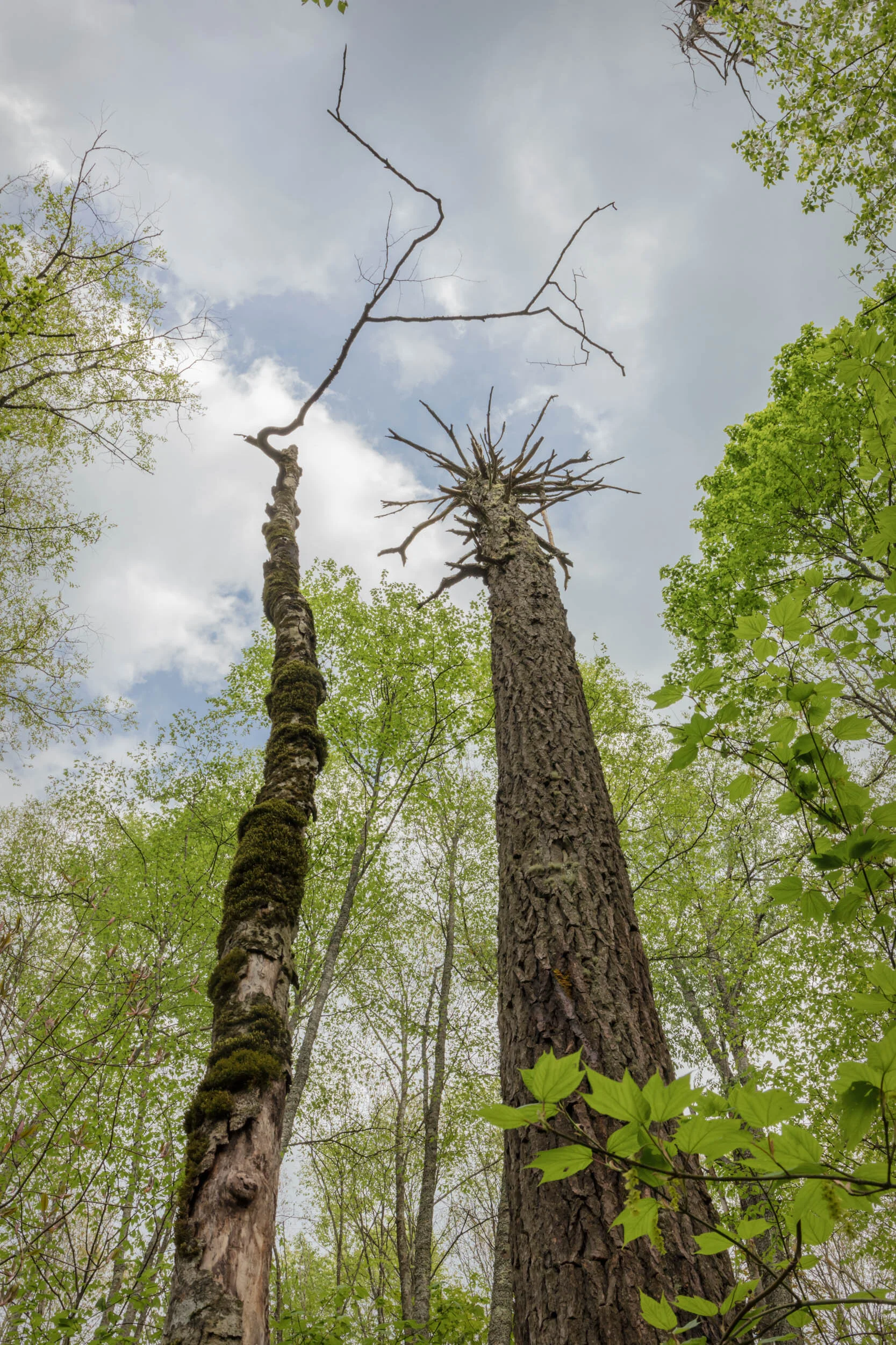 Wright Creek Trail, Nantahala NF