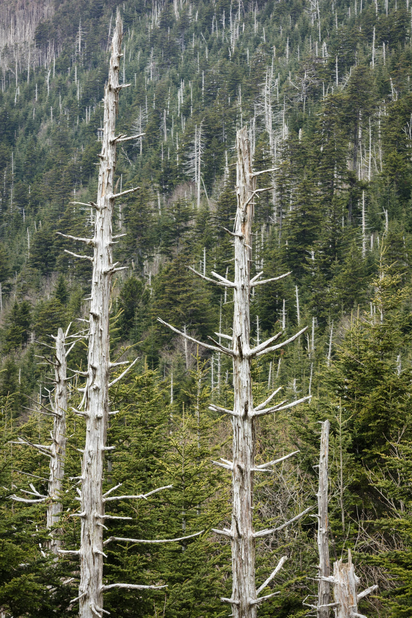 Clingman's Dome