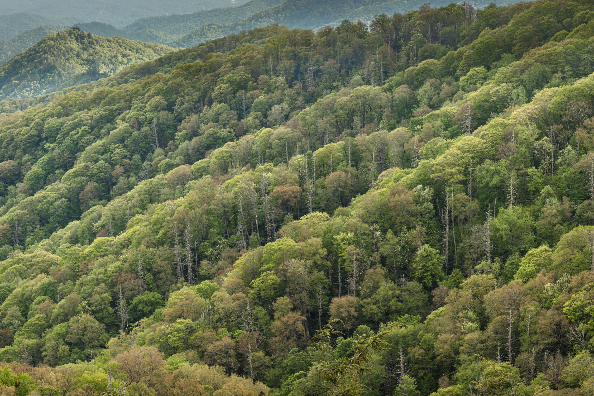 Newfound Gap Road, GSMNP