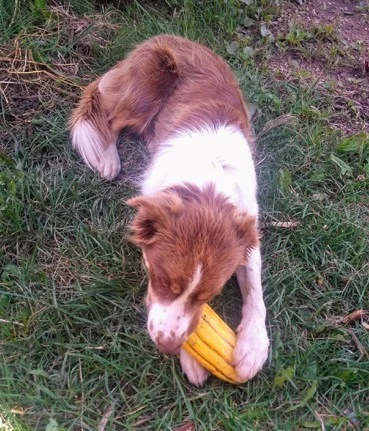 Nutmeg eating a delicata squash.jpg