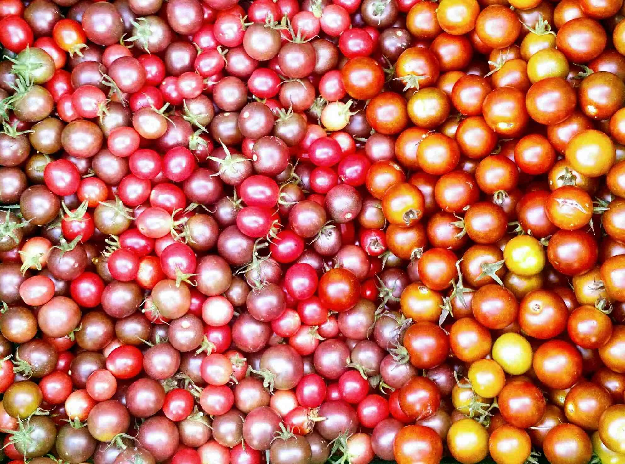 cherry tomatoes.jpg