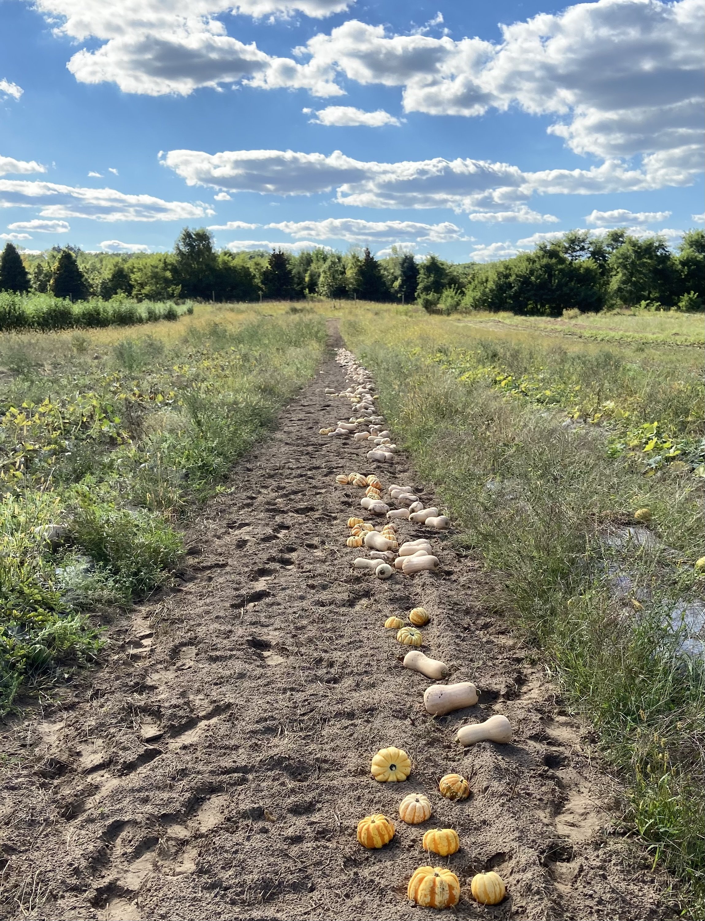 winter squash.jpg