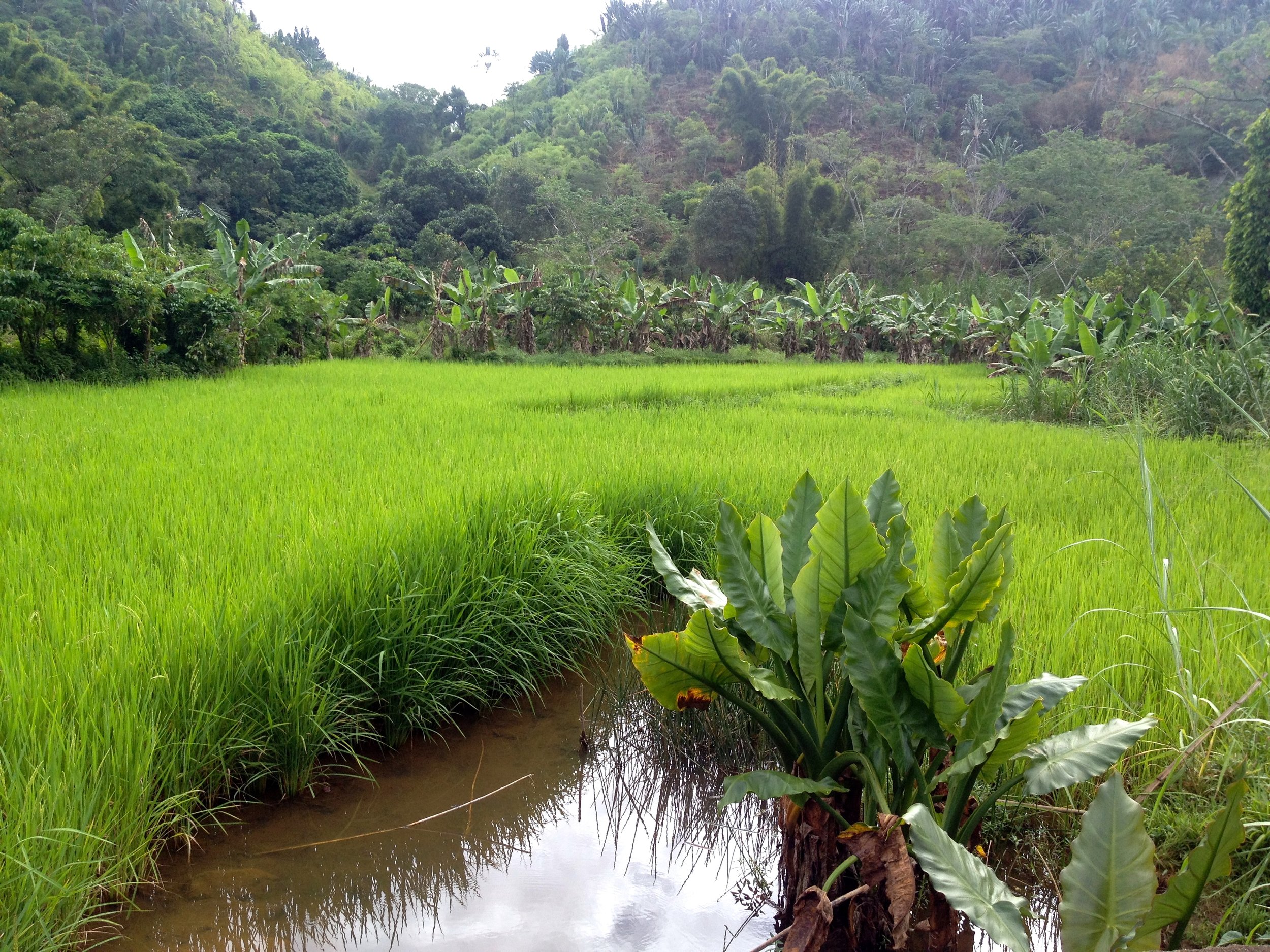 View of central-eastern rainforest from RN-25 between Fianarantsoa and Mananjary.