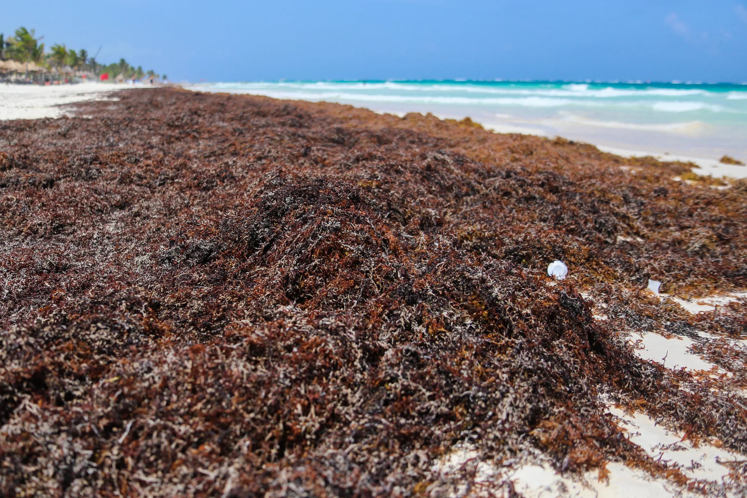 What's Up With All of the Sargassum?